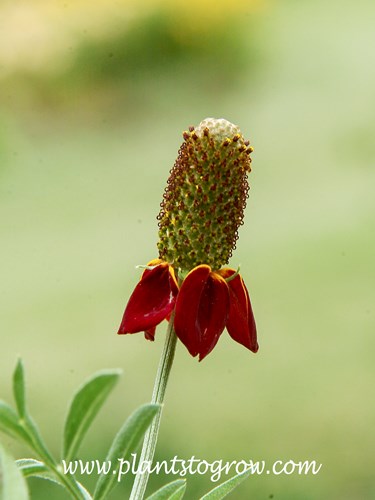 Mexican Hat (Ratibida)
The reflexing petals (ray flowers) are at the base of the large central cone The central cone is made up of many disc flowers.